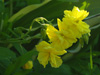 Posonek Helianthemum hybrida 'Sulphureum Plenum'